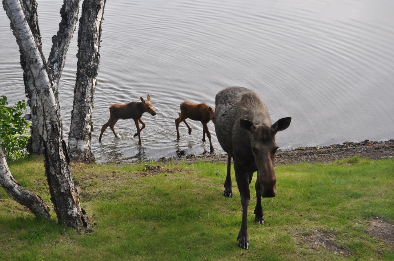 Daniels Lake Lodge Cabins Nikiski Luaran gambar